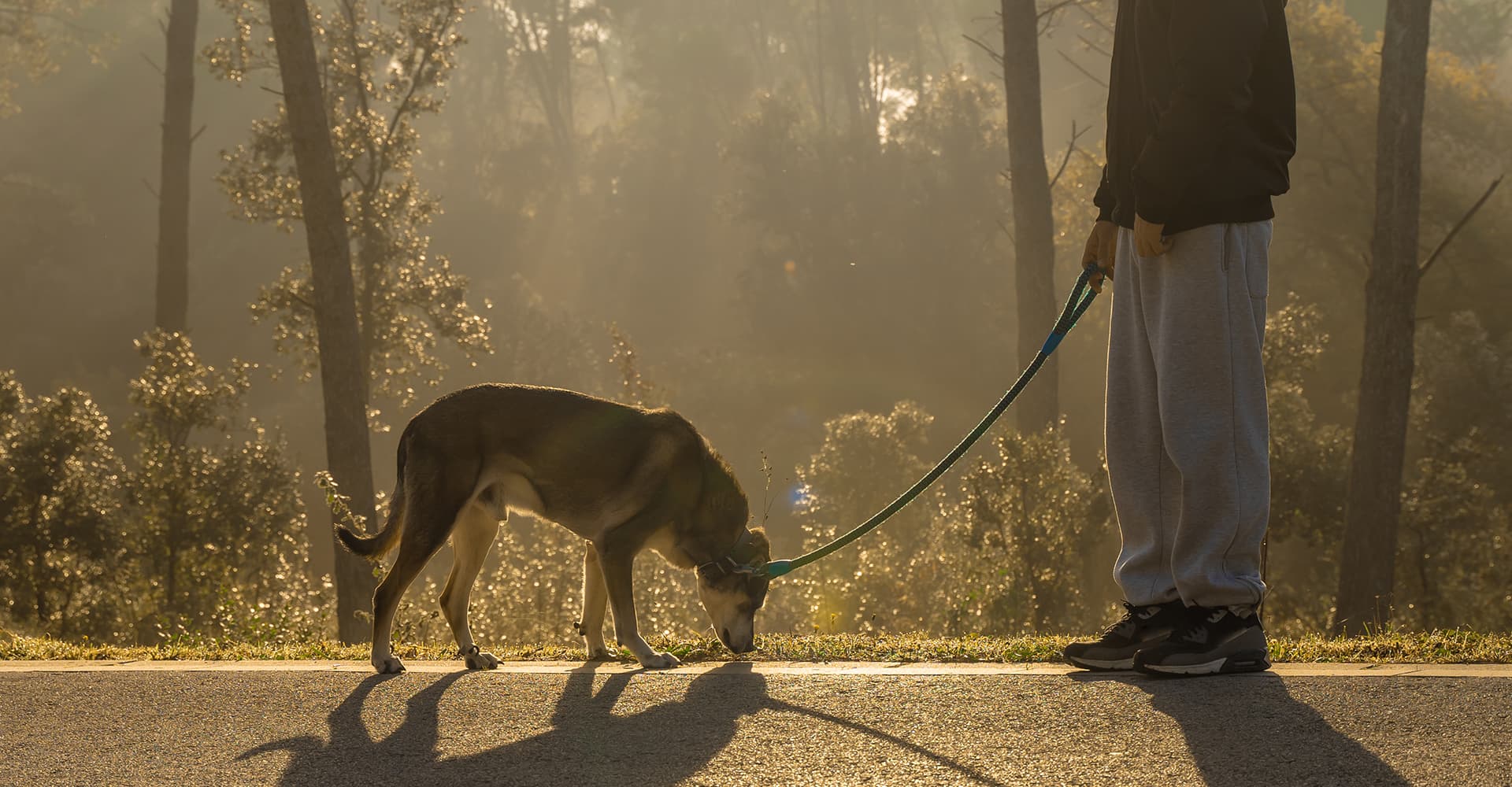 A dog sniffing the ground on a misty morning walk