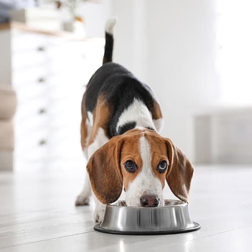 Dog enjoying a meal at home