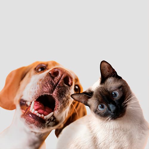 A dog and a cat sharing a playful moment together